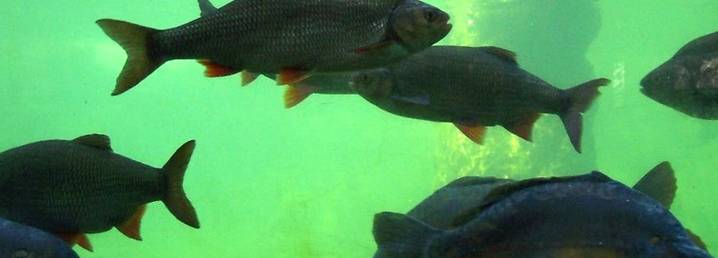 aquarium sarlat